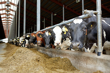 Image showing herd of cows in cowshed on dairy farm