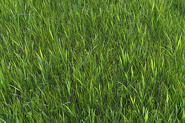 Image showing Green grass. natural background texture. fresh spring green grass.