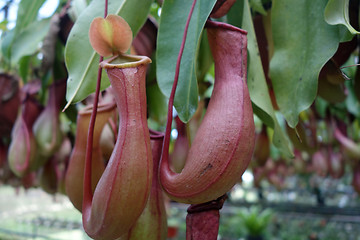 Image showing Tropical pitcher plant