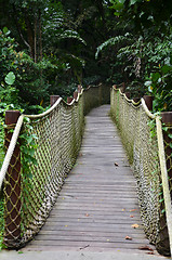 Image showing Wooden pathway into rain forest jungle