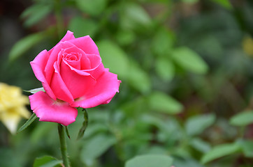 Image showing Pink rose in the garden