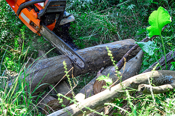 Image showing Chainsaw cut wooden logs