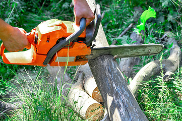 Image showing Chainsaw cut wooden logs