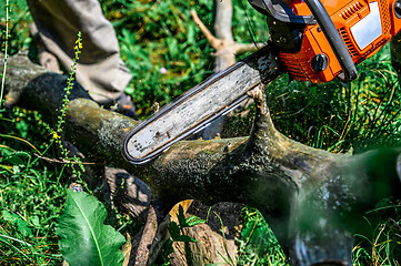 Image showing Chainsaw cut wooden logs