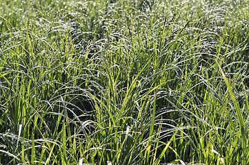 Image showing Green grass. natural background texture. fresh spring green grass.