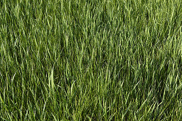 Image showing Green grass. natural background texture. fresh spring green grass.