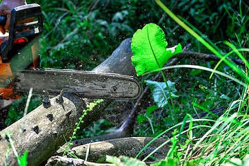 Image showing Chainsaw cut wooden logs