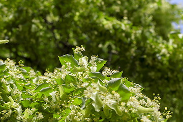 Image showing flowering linden trees