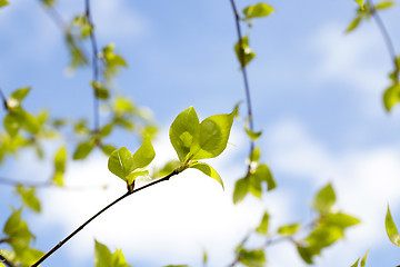 Image showing linden leaves, spring