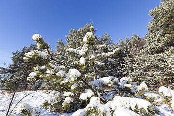 Image showing spruce in the snow, winter