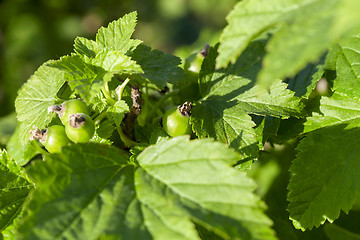 Image showing green currant leaves