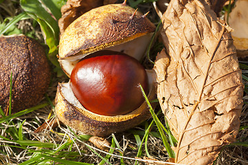 Image showing ripe fruit chestnut