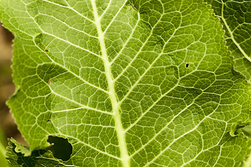 Image showing green leaves of horseradish