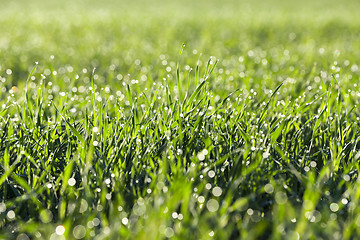 Image showing young grass plants, close-up