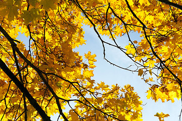 Image showing Maple Park in autumn