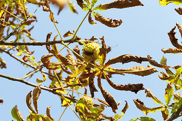 Image showing ripe fruit chestnut