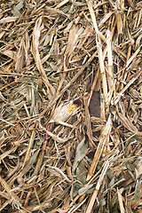 Image showing husks and leaves of corn