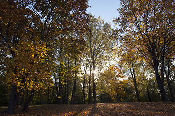 Image showing yellowed maple trees in autumn