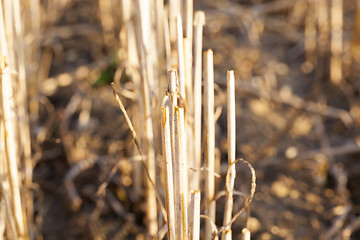 Image showing Field harvested wheat crop