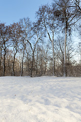 Image showing trees in the forest in winter