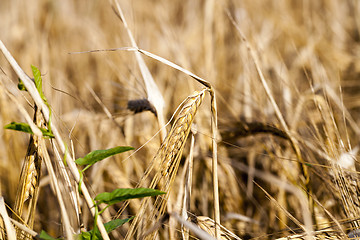 Image showing mature cereal, close-up