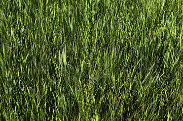 Image showing Green grass. natural background texture. fresh spring green grass.