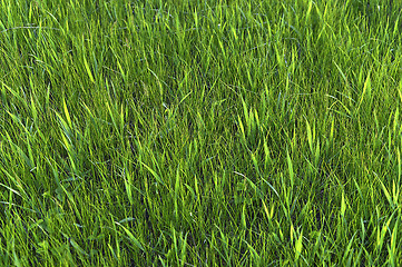 Image showing Green grass. natural background texture. fresh spring green grass.