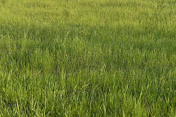 Image showing Green grass. natural background texture. fresh spring green grass.