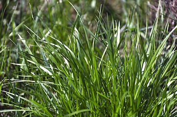 Image showing Green grass. natural background texture. fresh spring green grass.