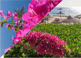 Image showing The beach at the luxury hotel, Sharm el Sheikh, Egypt