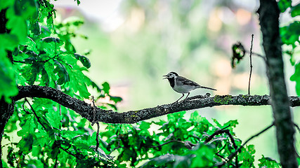 Image showing Wagtail sitting on a tree branch