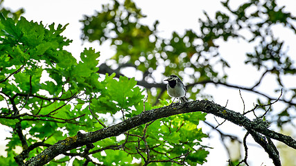 Image showing Wagtail sitting on a tree branch