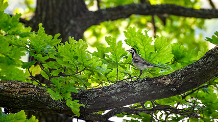 Image showing Wagtail sitting on a tree branch