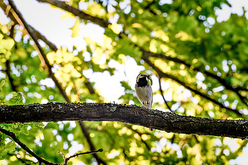 Image showing Wagtail sitting on a tree branch