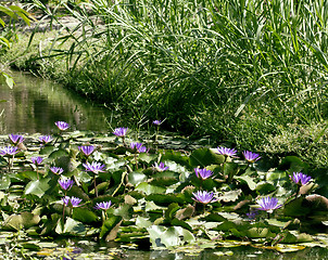 Image showing real lake with lotus flowers, wild nature oriental