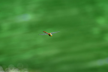 Image showing Macro picture of dragonfly flying on the water