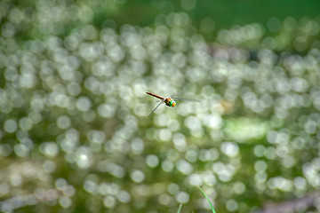 Image showing Macro picture of dragonfly flying on the water