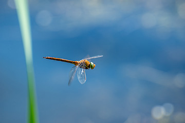 Image showing Macro picture of dragonfly flying on the water