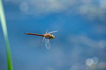 Image showing Macro picture of dragonfly flying on the water