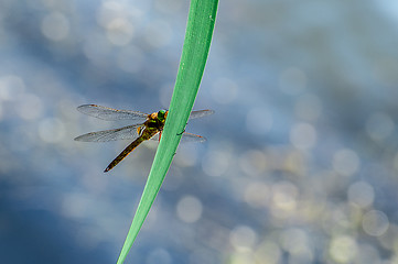 Image showing Macro picture of dragonfly flying on the water