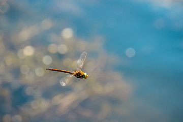 Image showing Macro picture of dragonfly flying on the water