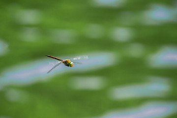 Image showing Macro picture of dragonfly flying on the water