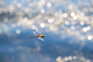 Image showing Macro picture of dragonfly flying on the water