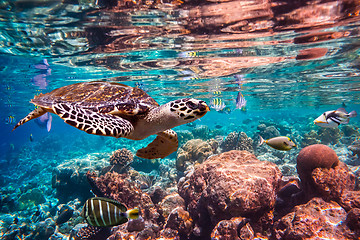 Image showing Hawksbill Turtle - Eretmochelys imbricata