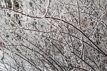 Image showing The fog in the winter, the trees covered with hoarfrost