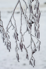 Image showing Alder branches covered with frost, close-up