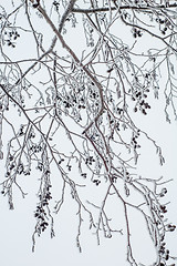 Image showing Alder branches covered with frost, close-up