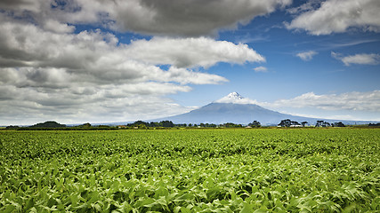 Image showing Mount Taranaki in New Zealand