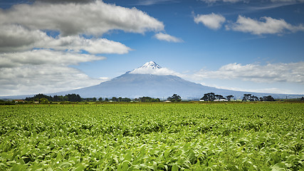 Image showing Mount Taranaki in New Zealand