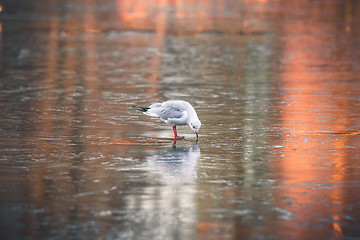 Image showing Seagull looking for food on a frozen lake